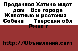 Преданная Хатико ищет дом - Все города Животные и растения » Собаки   . Тверская обл.,Ржев г.